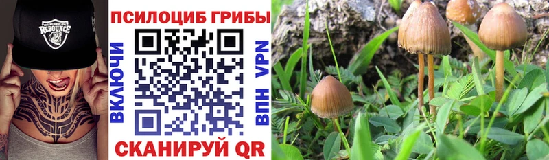 Купить  Семикаракорск  Псилоцибиновые грибы мицелий 
